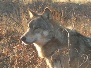 Wolf at the UK Wolf Conservation Trust in Beenham