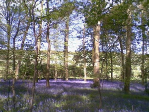 Bluebells at Turville