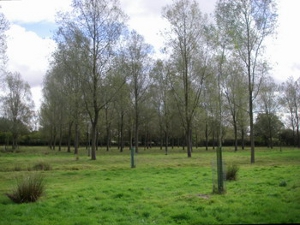 Willows at Bramley